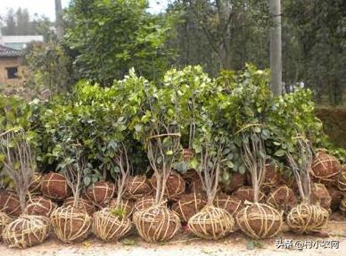 农村创业种啥养啥赚钱快?这22个农村创业项目,总有1个适合你