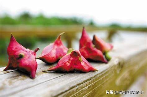 30个美丽乡村盈利项目推荐