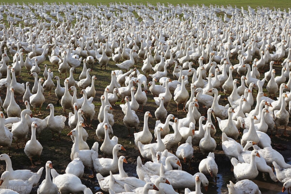 都说在农村赚钱难，能让农村人赚钱的4种方法，学习一下吧