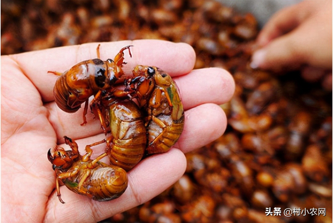 在农村创业,养殖啥投资小赚钱多?这6个项目搞好了就能多赚钱