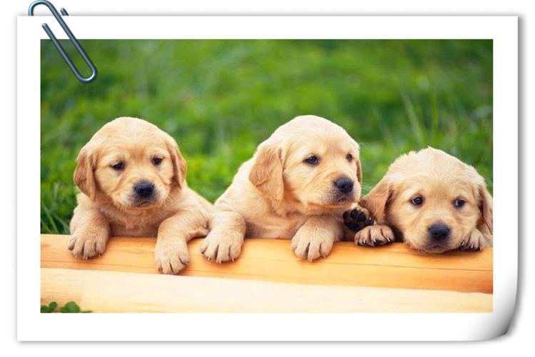 推荐几个养家糊口的小生意,都不需要投入大本钱,建议考察