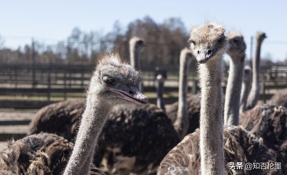 现在投入两三万元,在农村做什么有“钱”景?这几类养殖值得一试