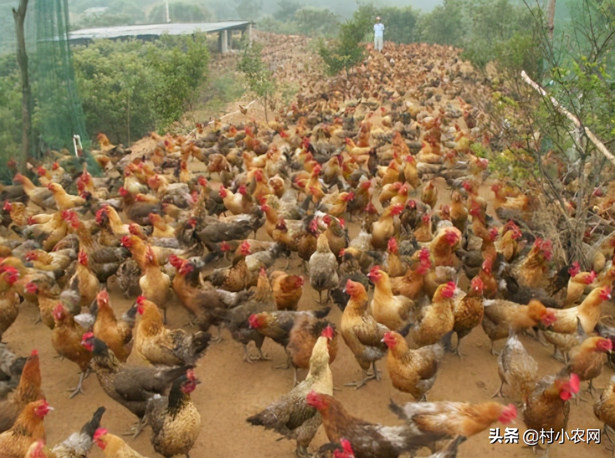 2021年农村创业,种植养殖啥能致富?这10个项目不比打工差