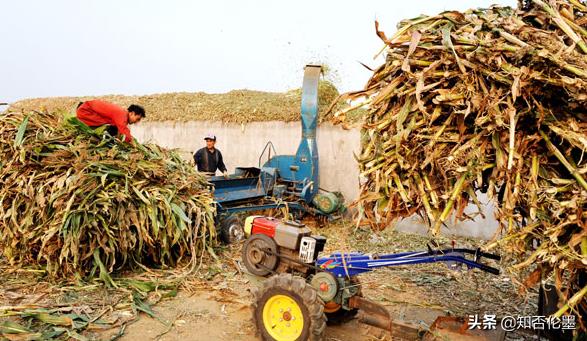 打算回农村创业，做哪些项目比较“稳妥”?听听投资人的建议