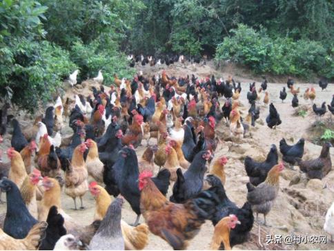 农村创业干啥最赚钱?这12个农村致富好项目,你值得一试