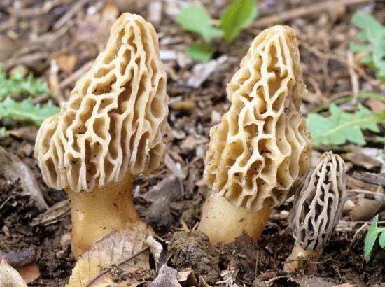 哪些种植项目不愁销路？这些常见项目值得考虑，请收藏