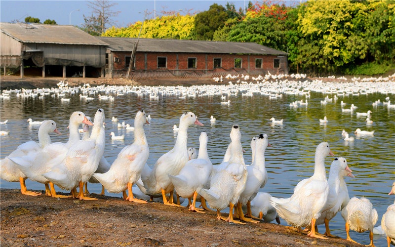 50岁左右的人,可以把市场的哪些小生意,坚持做成大事业?
