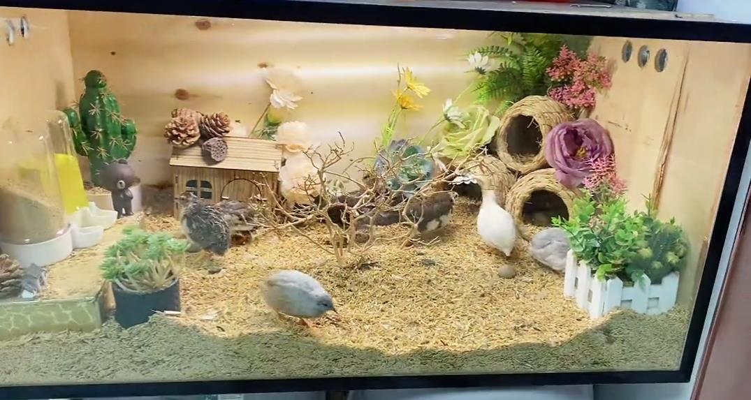 小美女客厅养一窝宠物鸡一天捡蛋七八个，体重只有50克，大有可为