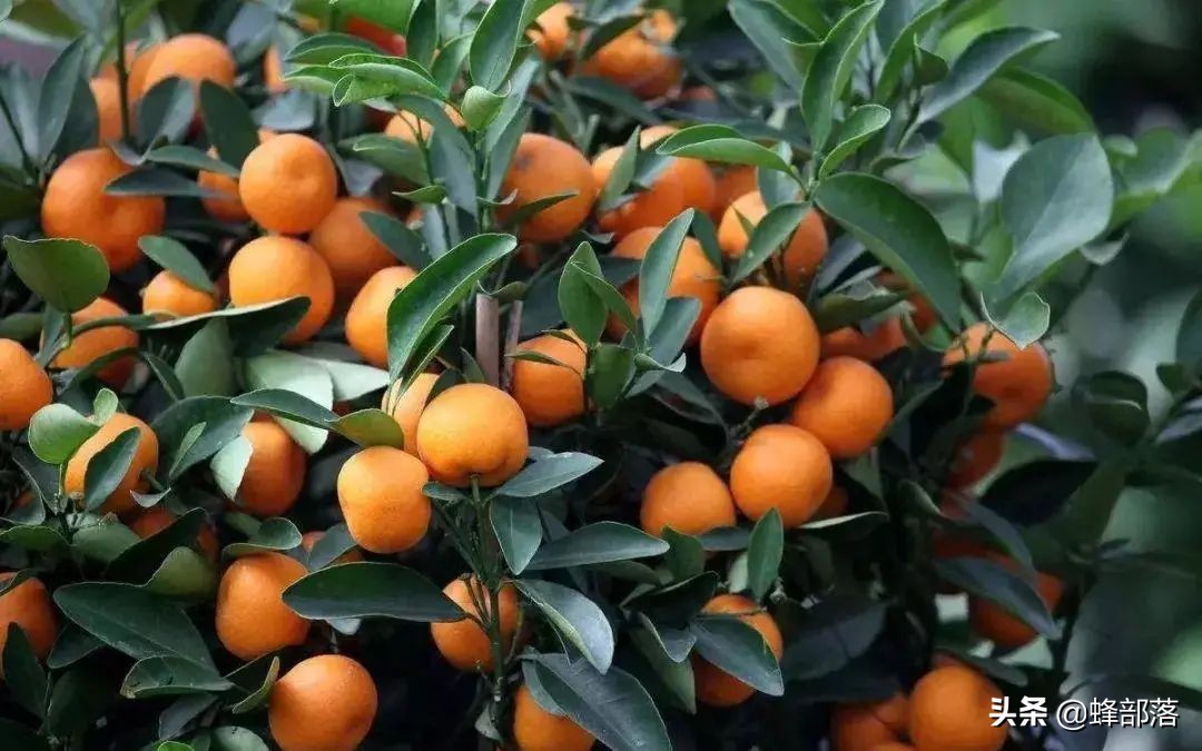 在农村，这10个项目能赚钱，国家还有补贴，看看你适合哪些？