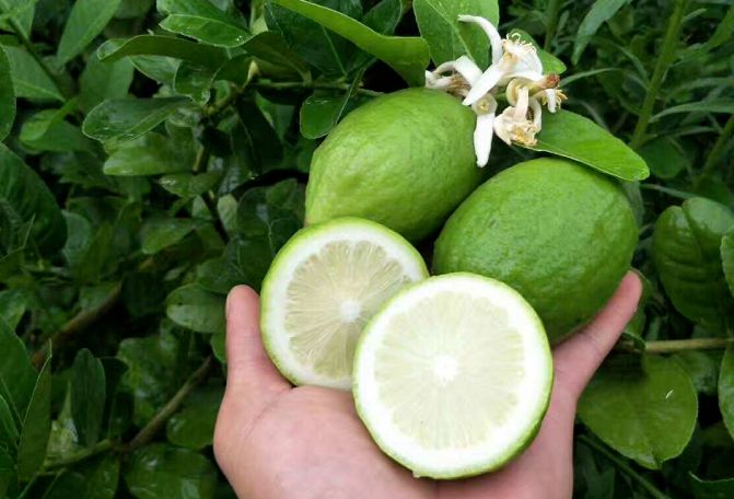 沁口香柠品牌致敬三八“她力量”  谈谈适合女性创业的项目