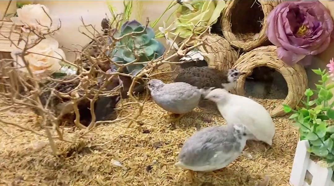 小美女客厅养一窝宠物鸡一天捡蛋七八个，体重只有50克，大有可为