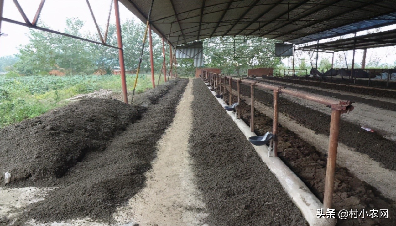 在农村创业,养殖啥投资小赚钱多?这6个项目搞好了就能多赚钱