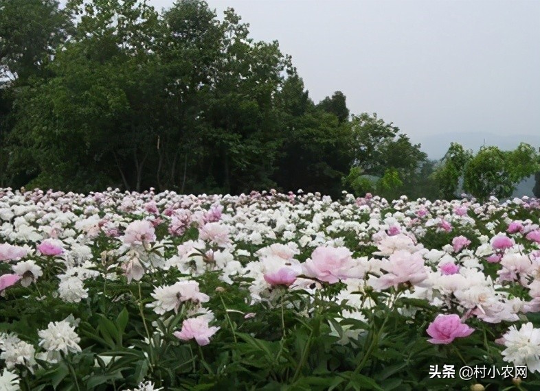 农村创业干啥最赚钱？这12个农村致富好项目，你值得一试