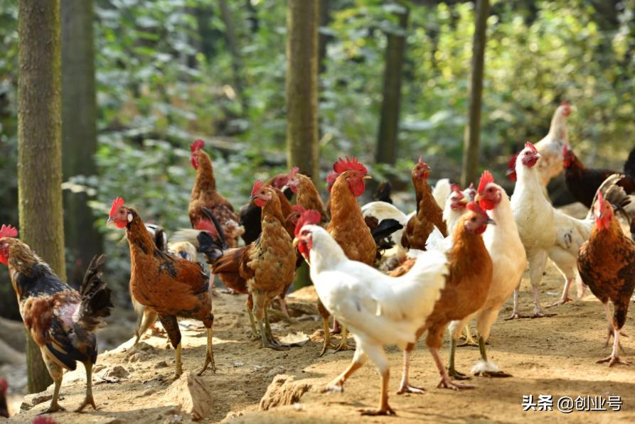 创业小项目投资小见效快,适合农村的创业好项目