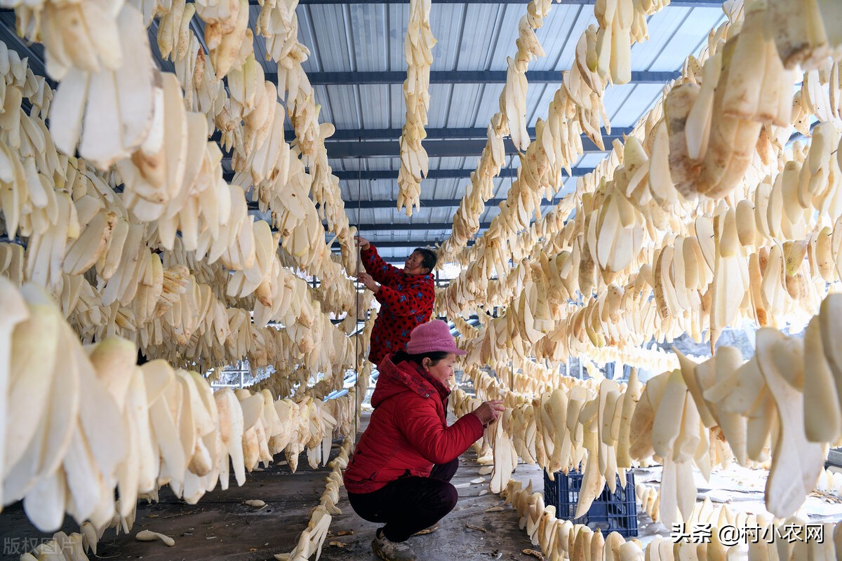 农村创业干啥最赚钱？这12个农村致富好项目，你值得一试