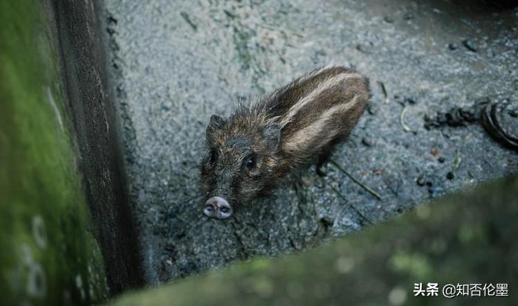 2022年回村搞养殖,养啥效益好?试试这几个项目,投资小、见效快