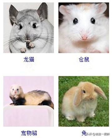 一条狗引来了15个小本创业项目,干好哪一个都能致富