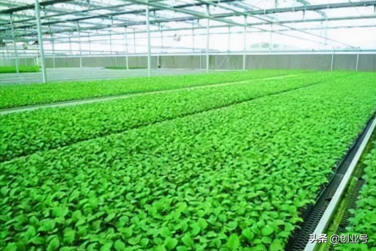 创业小项目投资小见效快,适合农村的创业好项目