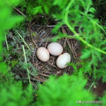 30个美丽乡村盈利项目推荐