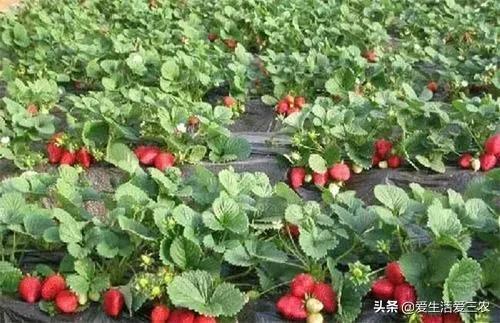 有地的农村人看过来,这些特色种植项目适合你,年入十万不是梦