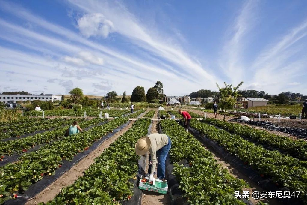 城里待不下去，回农村没事做？要不试试这几个小生意吧