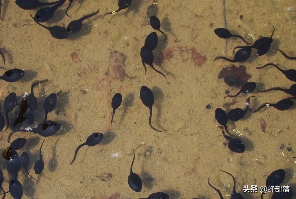 2021年农村发展,这些项目投资不多利润高,管理好赚50万是可能的