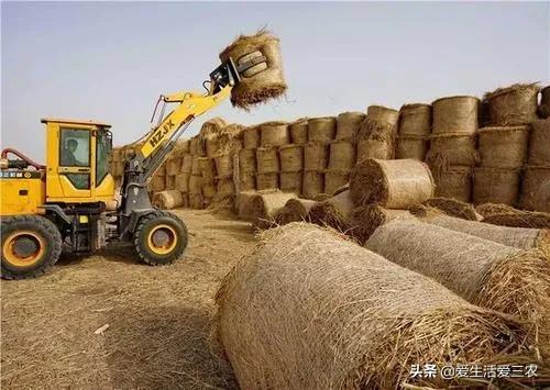 年轻人不想打工，回农村又不知道干什么？这八个项目值得考虑！