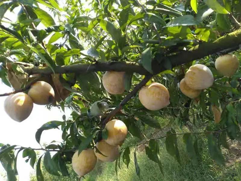 农村创业要注意什么？你想知道的答案全都在这里，看看不吃亏