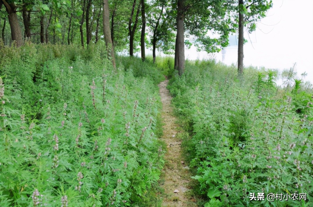 农村创业干啥最赚钱?这12个农村致富好项目,你值得一试