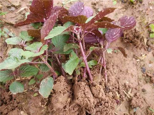 哪些农村人在闷声发大财?这五个项目别小瞧,都是能赚大钱的