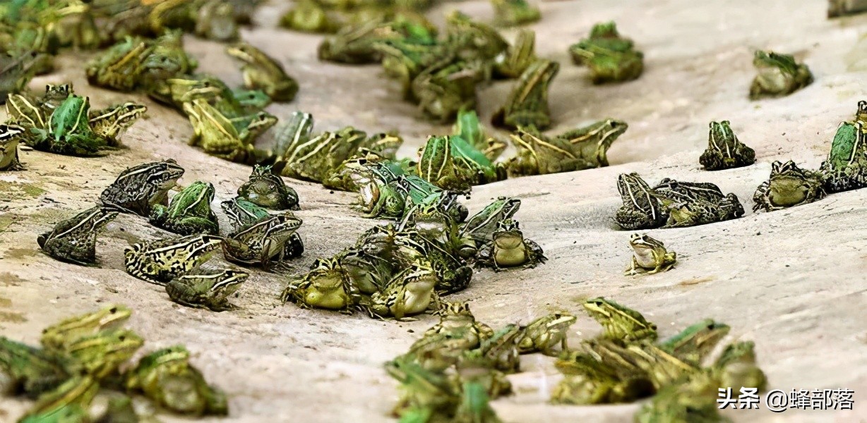 2021年农村发展,这些项目投资不多利润高,管理好赚50万是可能的