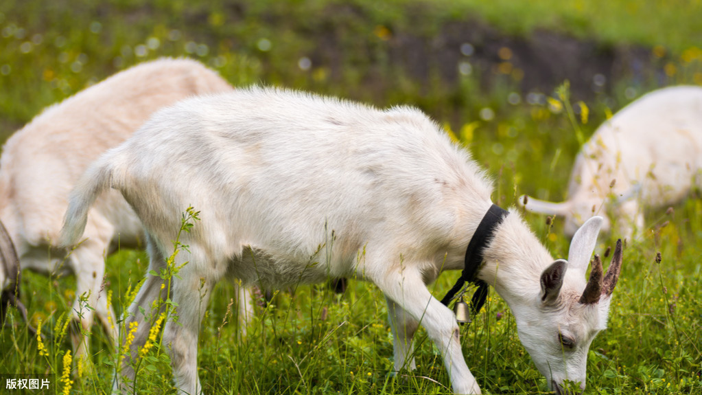 适合农村“穷人”创业,2万元成本就能赚8万,你会选择吗?