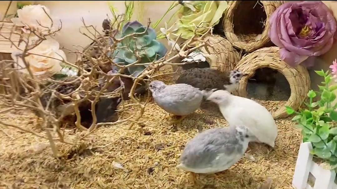 小美女客厅养一窝宠物鸡一天捡蛋七八个，体重只有50克，大有可为