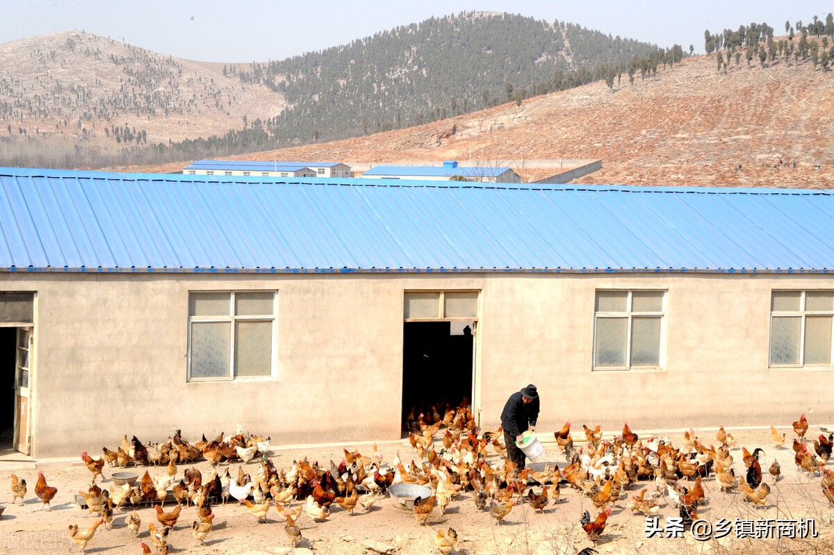 农村做什么致富快,有前景?首推这8个项目投入少,上手快