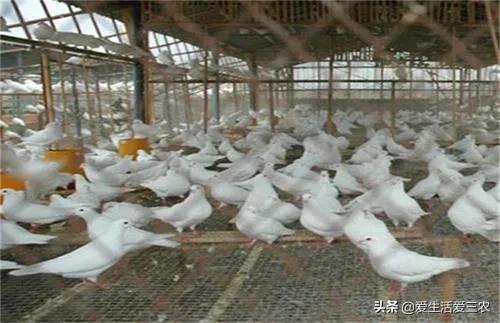 推荐四个农村低成本创业项目，门槛很低，最低投资只需千元