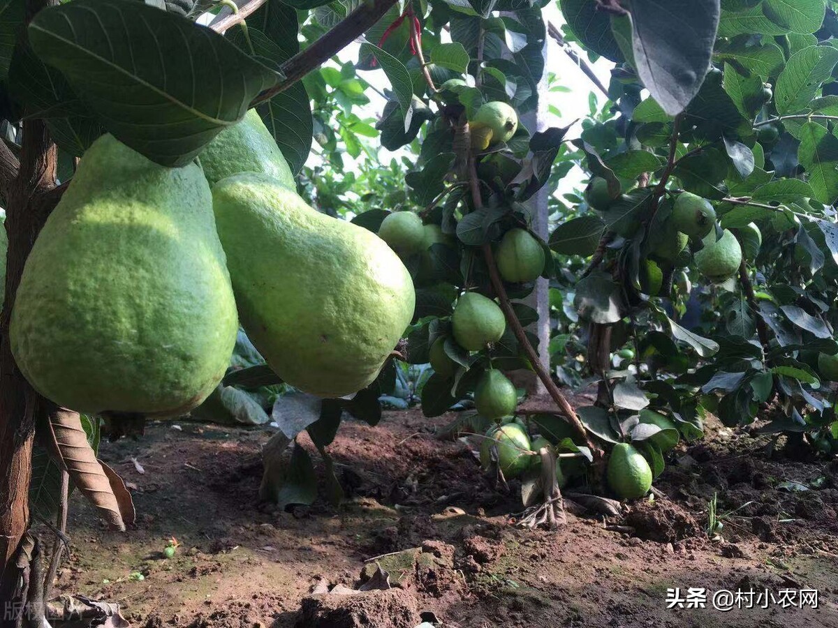 如今回农村创业,到底干啥最赚钱?这几个项目干好了不比打工差