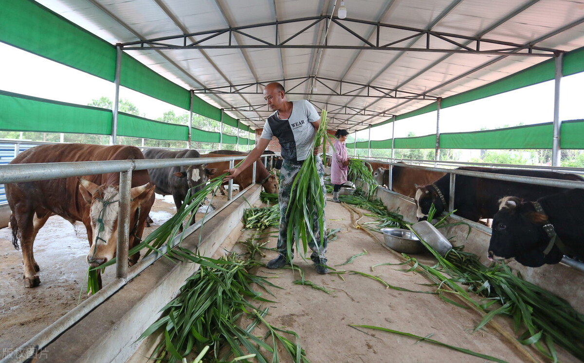 乡村振兴战略背景下，适合返乡创业青年的农业项目都有哪些？