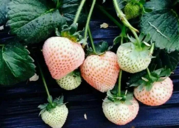 哪些农村人在闷声发大财?这五个项目别小瞧,都是能赚大钱的