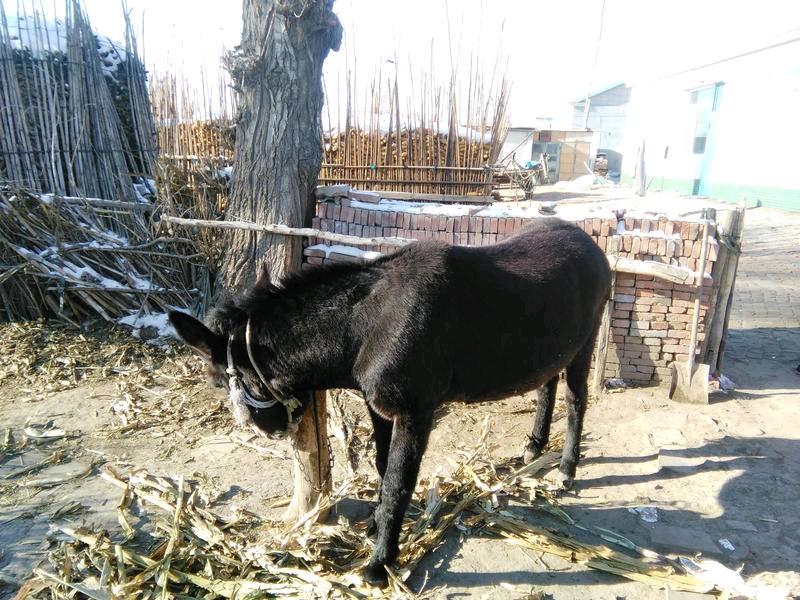 农村三个走上致富的养殖项目,投入成本少,很适合穷人创业