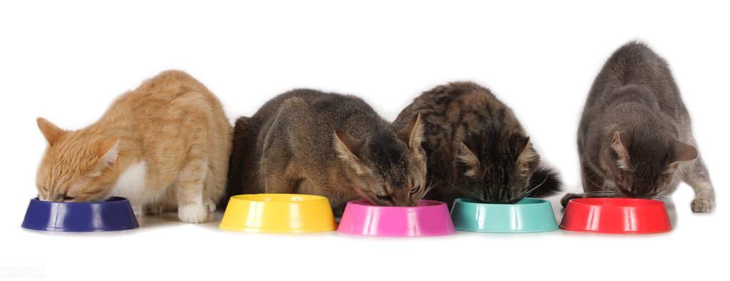 2021年宠物饲料行业线上渠道优势明显 技术创新是竞争核心