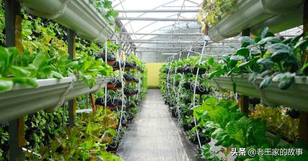 运营之道 | 新型的八种农业新模式，你都听过吗
