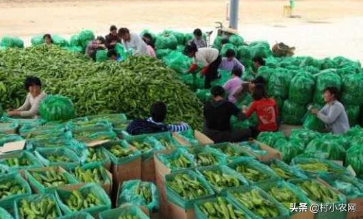 在农村创业，干什么有前景、能快速致富？这6个项目简单又赚钱