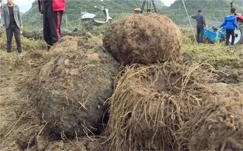 农村这几类种植,能亩收入过万