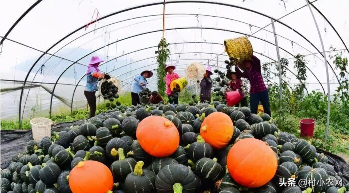 农村创业有什么项目?推荐8个农村最适合的创业项目-赚在家创业号