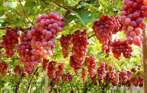 农村创业真不难，关键要找对项目，这些项目值得一试