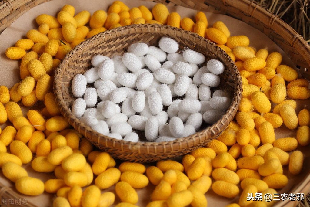 农村养殖家蚕，好养又好卖，教你高效实用的养蚕方法