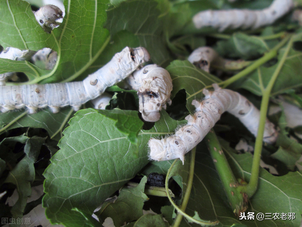 农村养殖家蚕，好养又好卖，教你高效实用的养蚕方法