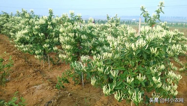 农村创业干啥最赚钱？这12个农村致富好项目，你值得一试