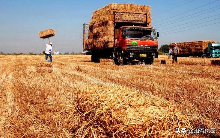 农村做什么生意“来钱快，来钱多”？这几个不起眼却很能挣钱的