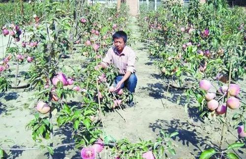 农村6个小本资金的创业点子，调研分析：需求较大，市场乐观